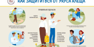 Как защититься от укуса клеща: полезные советы от Роспотребнадзора